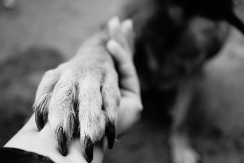 How Animals Can Help in Sobriety | Casa Palmera