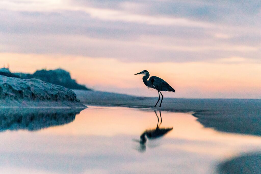 A silhouette of a crane perched near a reflective pond
